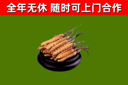 瓯海区烟酒回收冬虫夏草.jpg