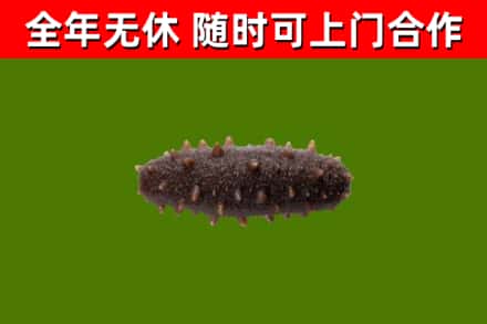 瓯海区烟酒回收干海参.jpg